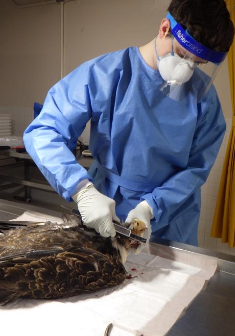 measuring bald eagle for necropsy
