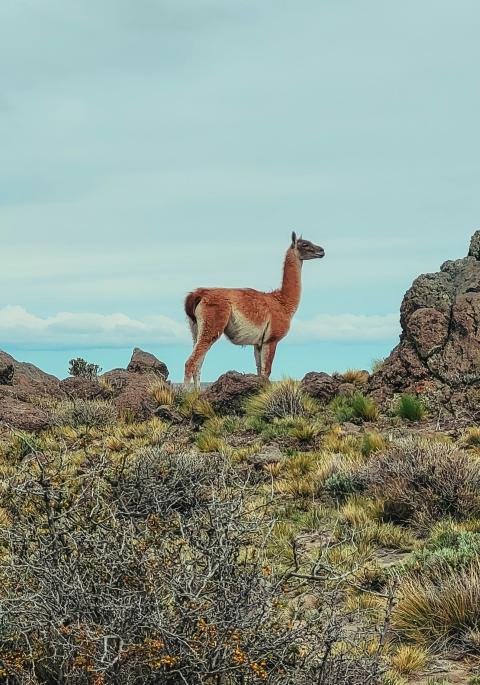 Photo by @luzanarhttps://unsplash.com/photos/a-llama-standing-on-top-of-a-dry-grass-covered-field-EI58h147HXs
