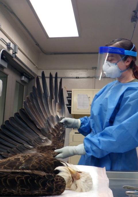 woman examining a bald eagle