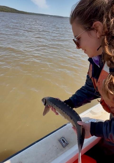 Releasing a sturgeon