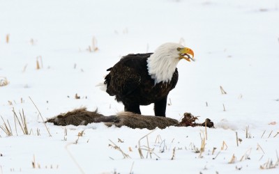 bald eagle on carcass