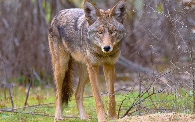 Eastern coyote standing still