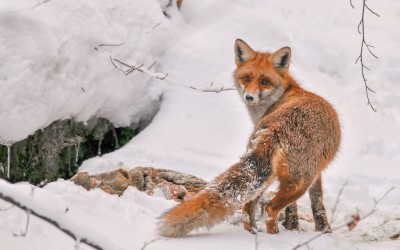 red fox feeding on deer carcacss in the snow