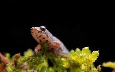 Four-toed Salamander (Hemidactylium scutatum) on moss