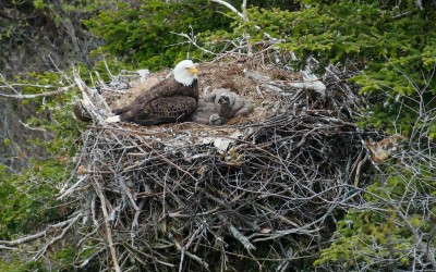 Bald eagle and eaglets in nest