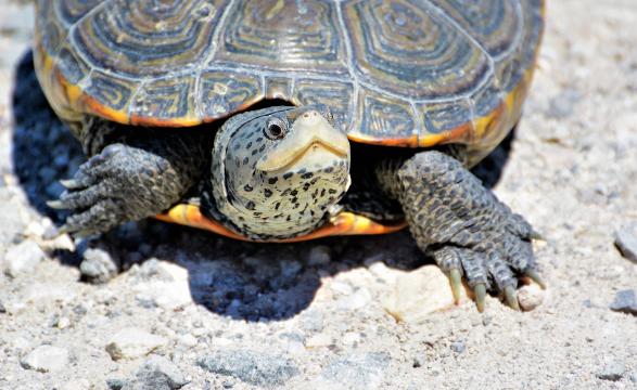 Diamond back terrapin looking up on rocky sand beach