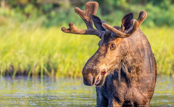 Bull moose in water