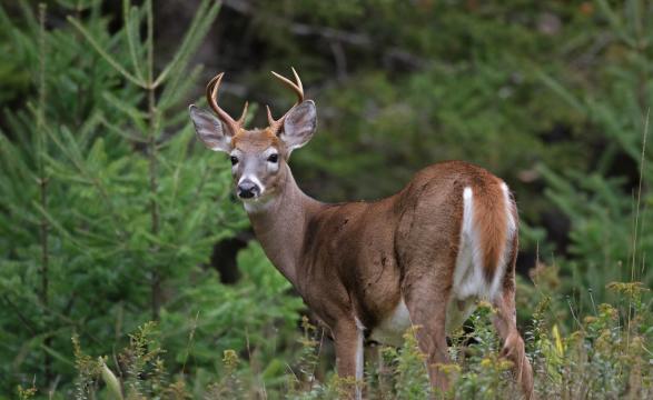 Buck in field near trees