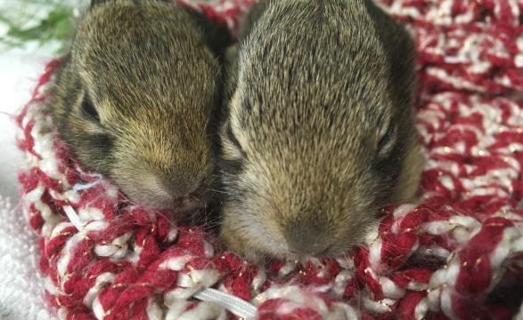 baby bunnies in rehab