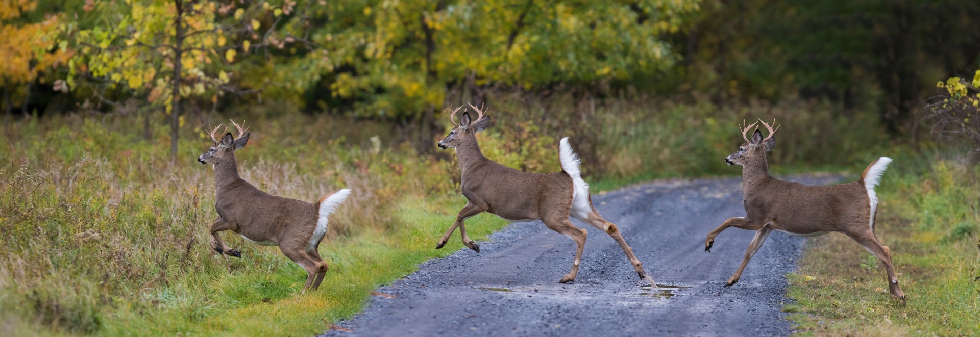 White-tailed Deer (Odocoileus virginianus), bucks on the move
