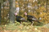 A pair of turkeys at the edge of the woods
