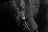 Close up of Black bear with mange on its face