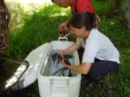 Dr. Beth Bunting examines Eastern Hellbender salamanders during 2014 field release.