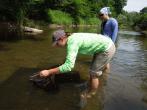 Niki Dean, wildlife program aide, releasing Eastern Hellbender salamanders in 2014