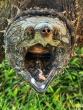 alligator snapping turtle with mouth open