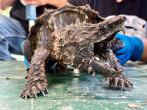 An alligator snapping turtle is in line to be examined to collect data important to survey the population.