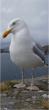 Gull standing on rock