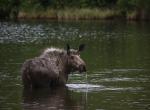 Moose looking back while standing in water