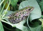 Northern Leopard frog on a leaf