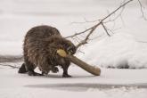 Beaver bringing wood back to the den in winter.