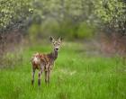 Deer in green field, molting fur coat