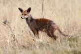 Red fox with sarcoptic mange.