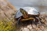 Painted turtle taking a break on a log