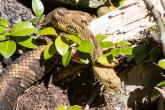 Timber rattlesnake and young