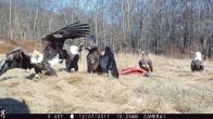 Trail cameras capture more than just wildlife roaming about, these images provided cover a variety of animal species visiting carcasses.  Group of bald eagles feeding on a deer carcass, trail cam footage courtesy of Chelsea Geyer, NYSDEC Wildlife technician