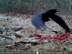 A Common raven leaves a carcass with a coyote in the background ready to eat.  Trail cam footage courtesy of Chelsea Geyer, NYSDEC Wildlife technician