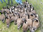 Canada geese collected and ready for health surveys and banding.