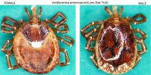 Lone Star Tick (Amblyomma americanum),  female. 