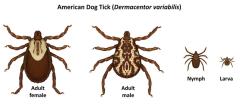American Dog Tick family. 
