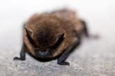 Several bat species populations are under serious threat from White-nose syndrome