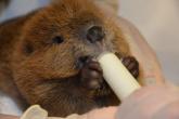 Feeding time for baby beavers that came into the Janet L. Swanson Wildlife Health Center before going onto a licensed wildlife rehabilitator for further care.
