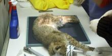 A juvenile bobcat that was hit by a car gets Xrays taken under anesthesia.