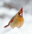 Female cardinal digging for food in the snow.
