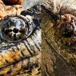 Comparing the eyes of a native common snapping turtle to a non-native alligator snapping turtle.