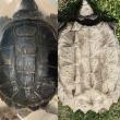 Comparing the shells of a native common snapping turtle to a non-native alligator snapping turtle.
