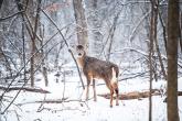 White-tailed deer headed into the woods to munch on shrubs and brush, unbothered by the snow.