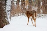 white-tailed deer in snow