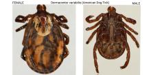 American Dog tick (Dermacentor variabilis) female.