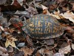 Eastern box turtle out walking