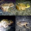 Four frog species (clockwise from top left: wood frog, green frog, spring peeper, and leopard frog) found crossing the road on a rainy spring night