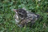 fledgling robin in grass