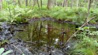 Vernal pool in Tompkins County