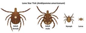Lone Star Tick family.