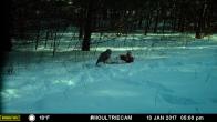 Barred owl on deer carcass.  Trail camera footage courtesy of Jeremy Hurst, NYSDEC Big Game biologist