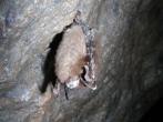 Little brown bat hanging in a cave infected with WNS