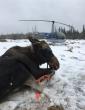 Moose laying down after being 'mugged' and sedated from helicopter